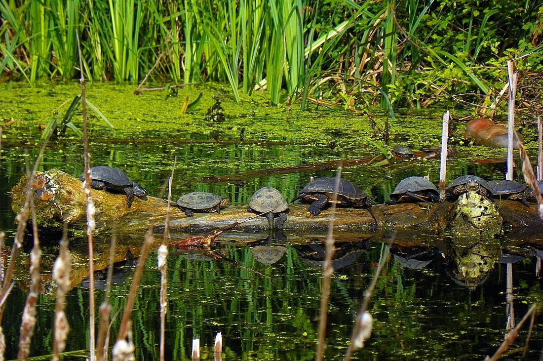 Hermes Peris 20 - 22 iunie 2014 - 1004741.jpg